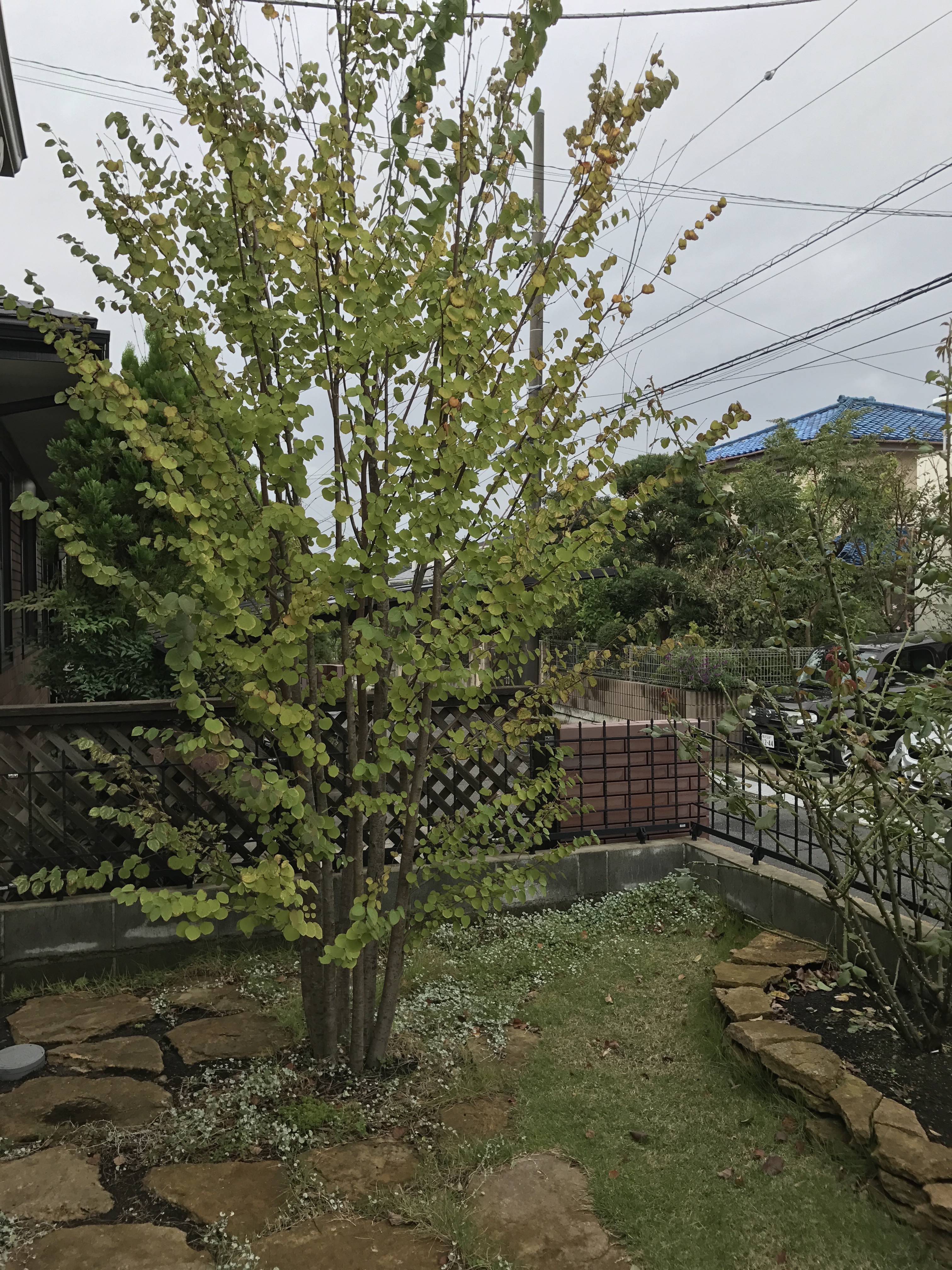 薔薇花壇　イギリスヨーク石敷き　植栽