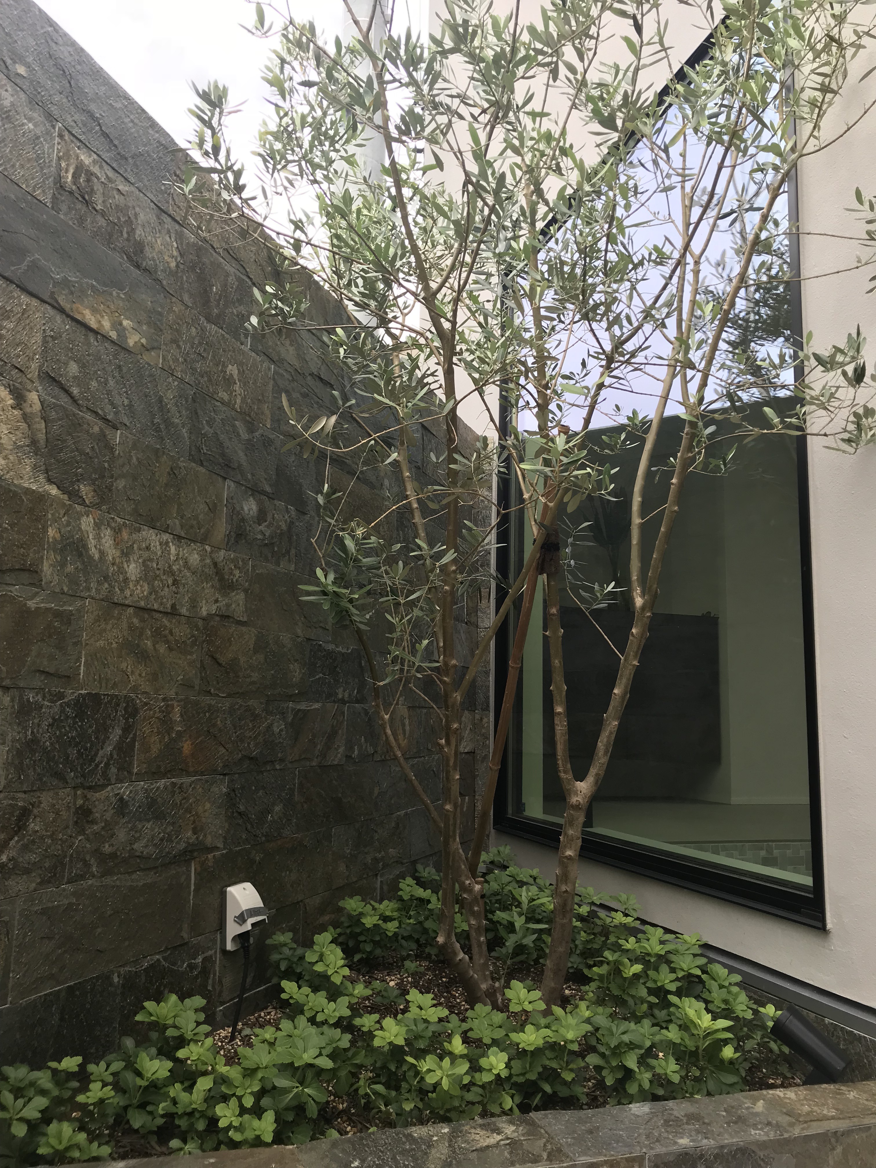 玄関横の植栽スペースです