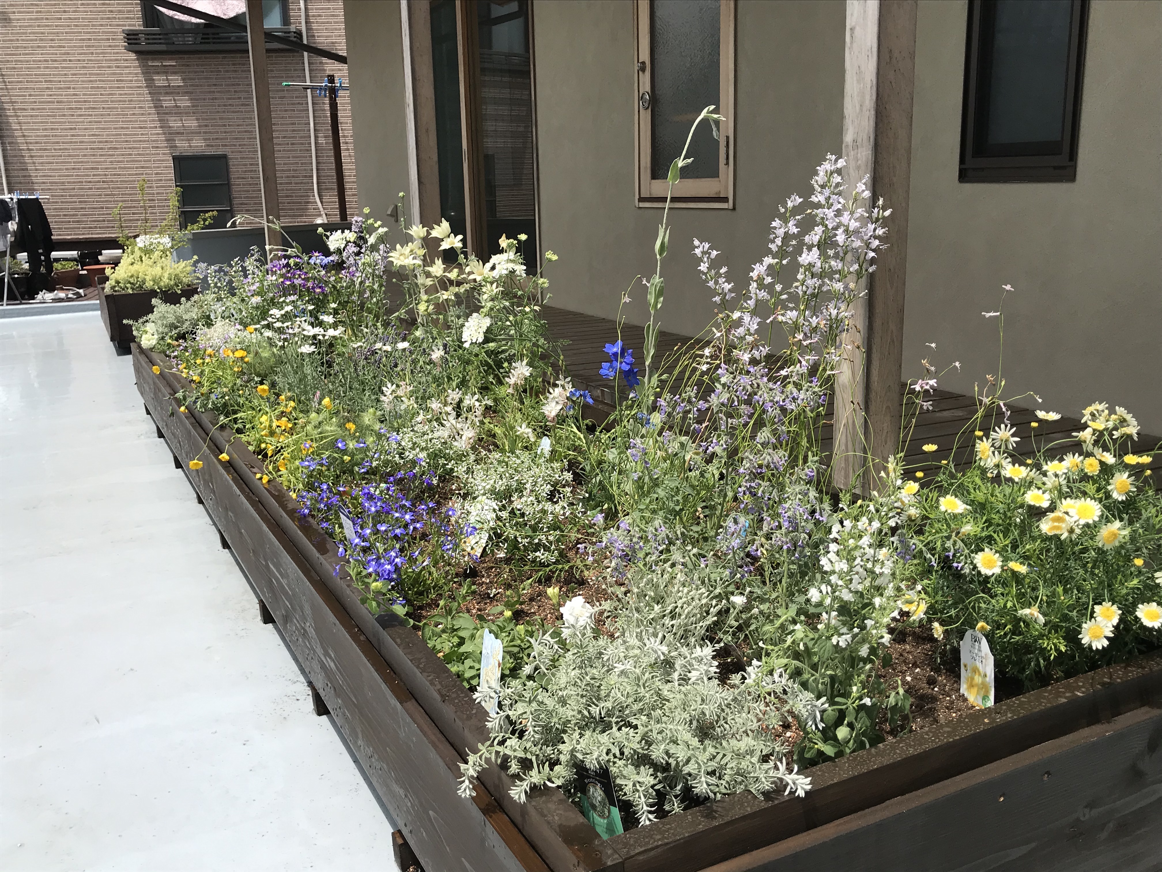 テラス花壇　春は良いですね